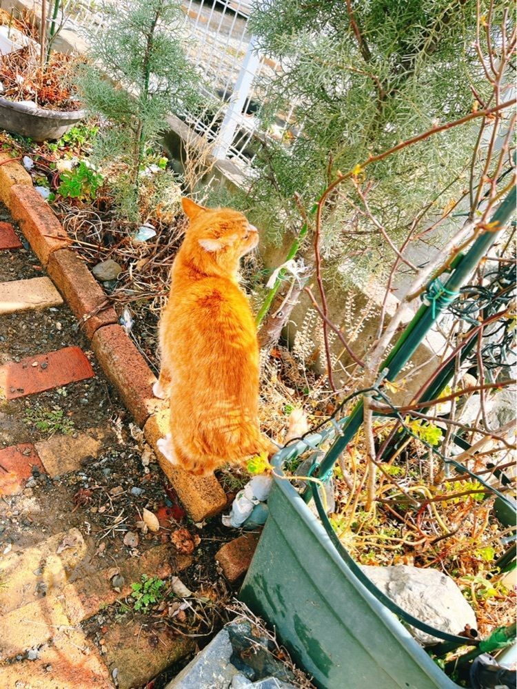 猫なぎ。さんが投稿したカフェドマーニ（ＤＯＭＡＮＩ）に関する口コミの画像