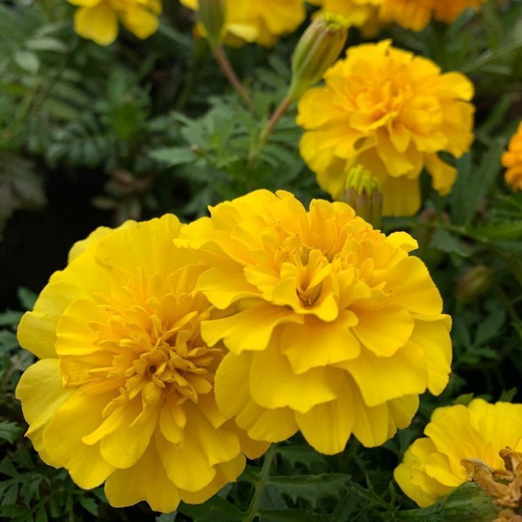blossom&C7の画像