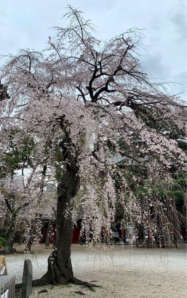 ＪＵNさんが投稿した芝公園及び増上寺境内の桜に関する口コミの画像
