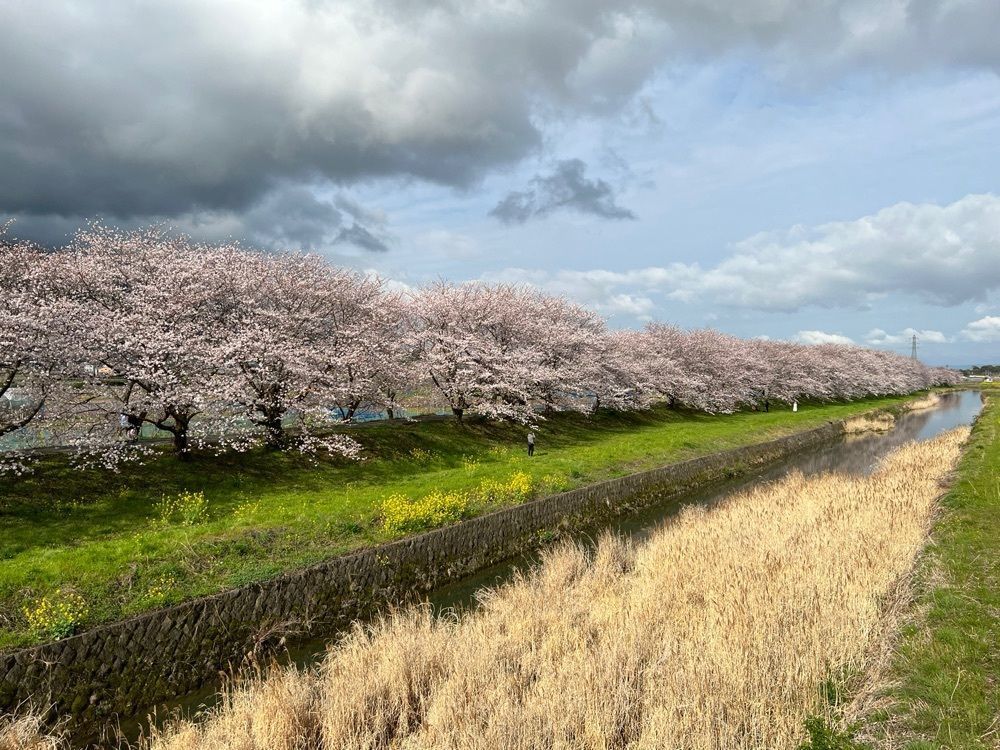 surumeさんが投稿した流川の桜並木に関する口コミの画像