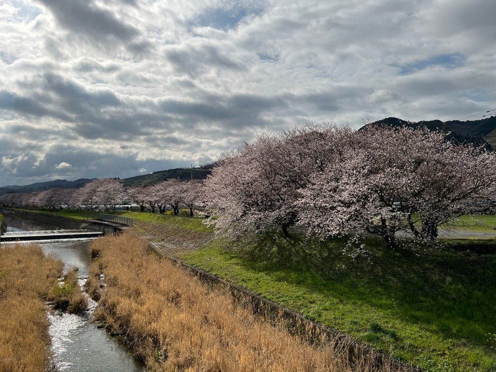 surumeさんが投稿した流川の桜並木に関する口コミの画像