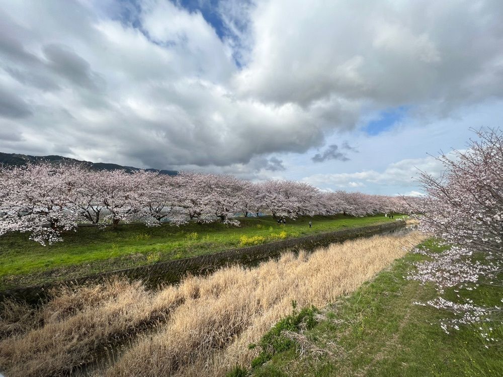 surumeさんが投稿した流川の桜並木に関する口コミの画像