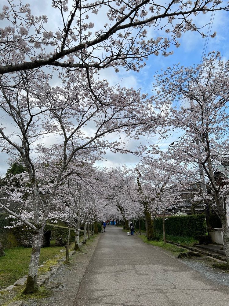 surumeさんが投稿した秋月に関する口コミの画像