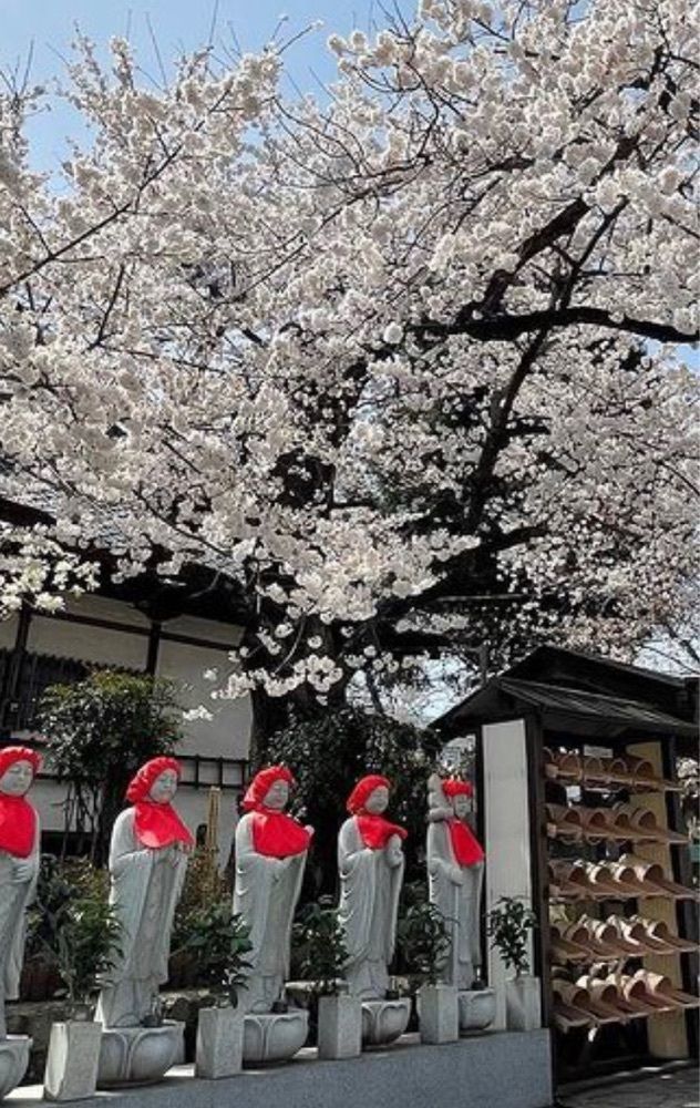 take.aさんが投稿した宝寿院枝垂桜に関する口コミの画像