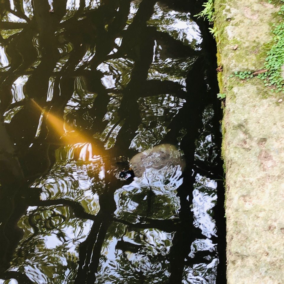 chiekoさんが投稿した久伊豆神社に関する口コミの画像