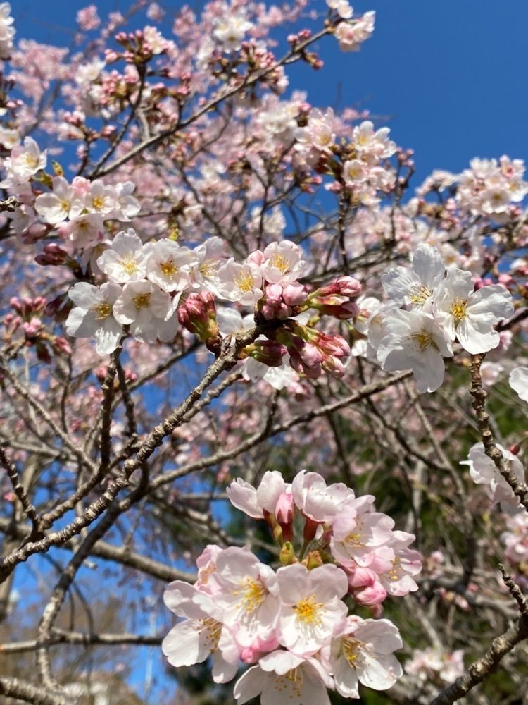 たまさんが投稿した徳島大学生物資源産業学部農場横の桜に関する口コミの画像