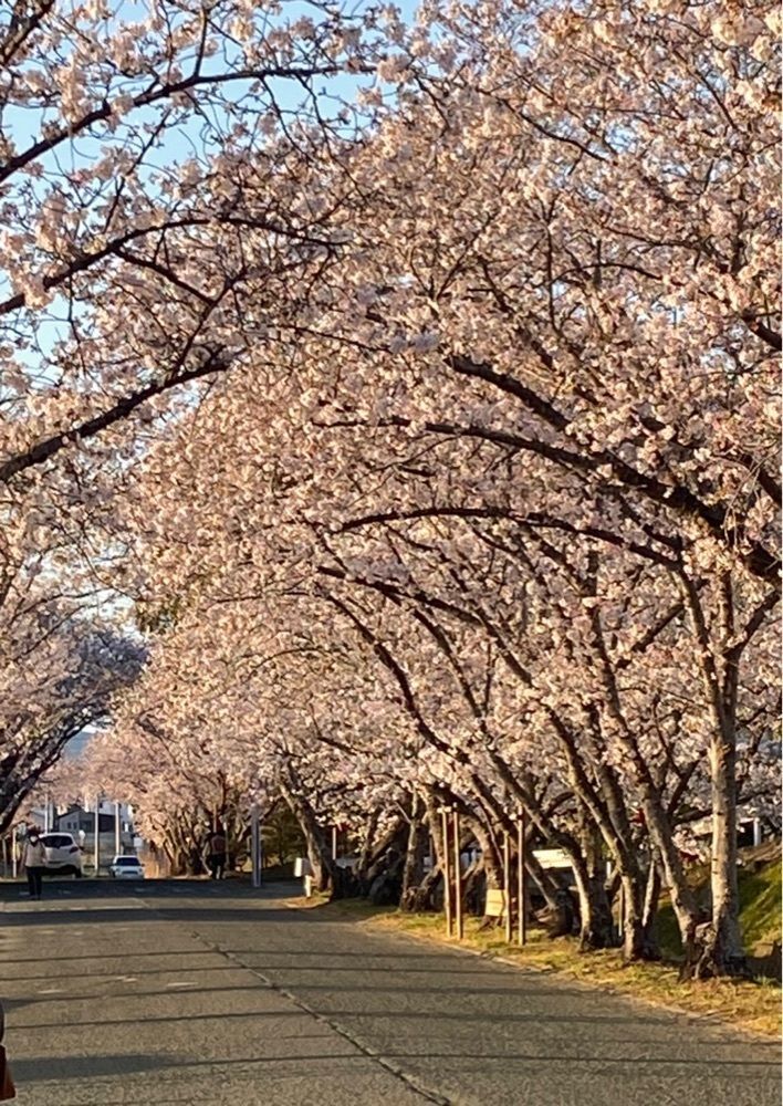 たまさんが投稿した徳島大学生物資源産業学部農場横の桜に関する口コミの画像