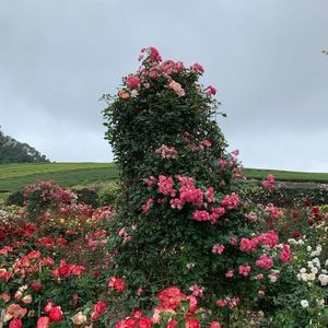 千財農園 3枚目