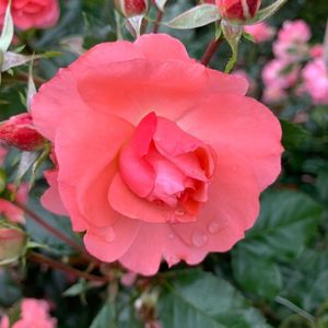 千財農園 4枚目