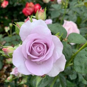 千財農園 6枚目