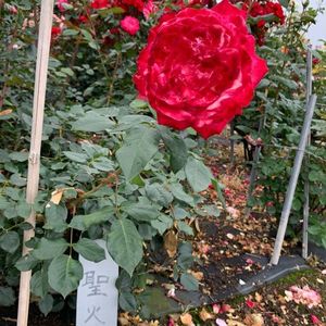 千財農園 7枚目