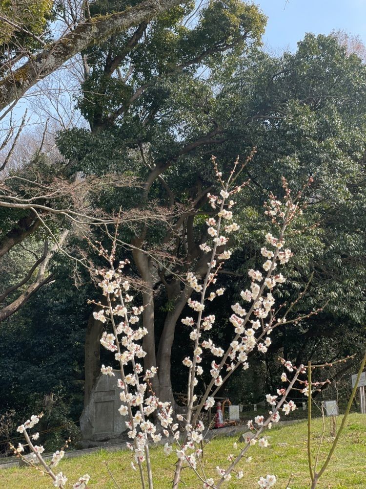 makiさんが投稿した枚岡神社に関する口コミの画像