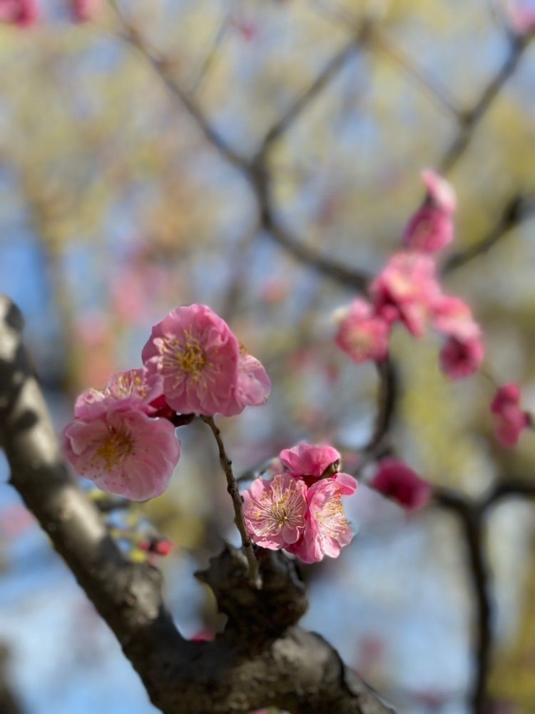makiさんが投稿した水月公園に関する口コミの画像
