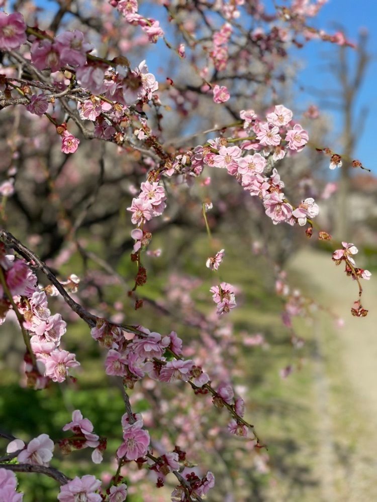 makiさんが投稿した水月公園に関する口コミの画像