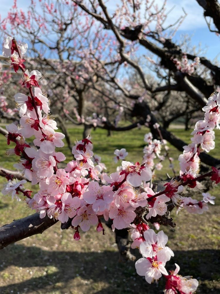 makiさんが投稿した水月公園に関する口コミの画像
