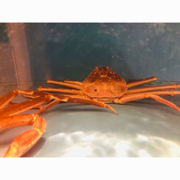 サトツルさんが投稿した宇都宮 甲羅本店に関する口コミの画像