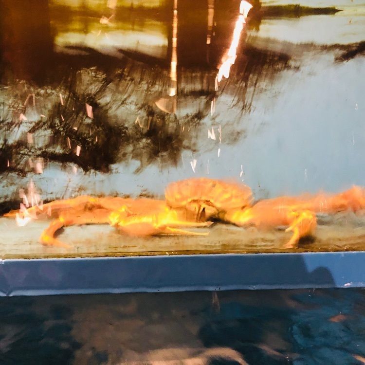サトツルさんが投稿した宇都宮 甲羅本店に関する口コミの画像