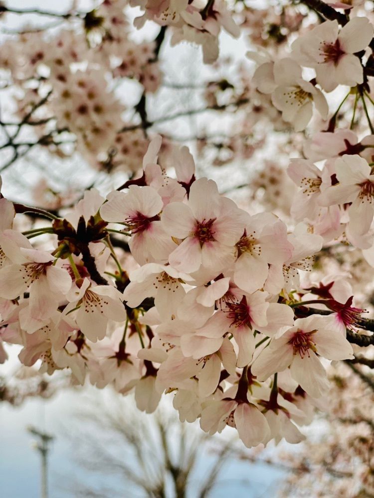 Mitsuさんが投稿した諏訪の桜トンネルに関する口コミの画像