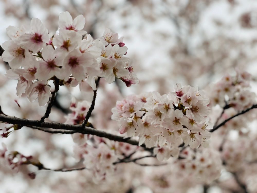Mitsuさんが投稿した諏訪の桜トンネルに関する口コミの画像
