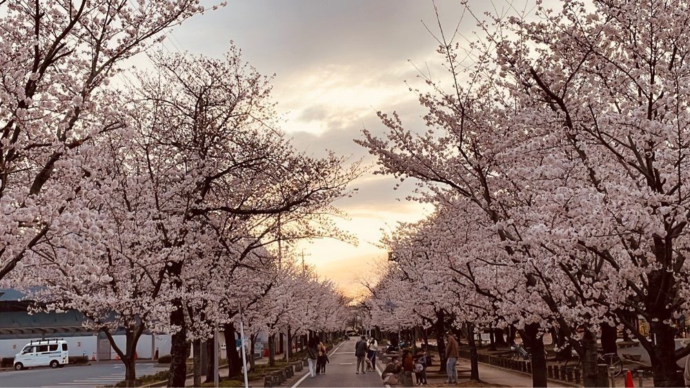 Mitsuさんが投稿した諏訪の桜トンネルに関する口コミの画像