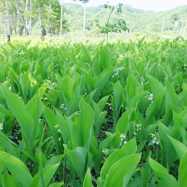 ざんぎさんが投稿した平取町芽生すずらん群生地に関する口コミの画像