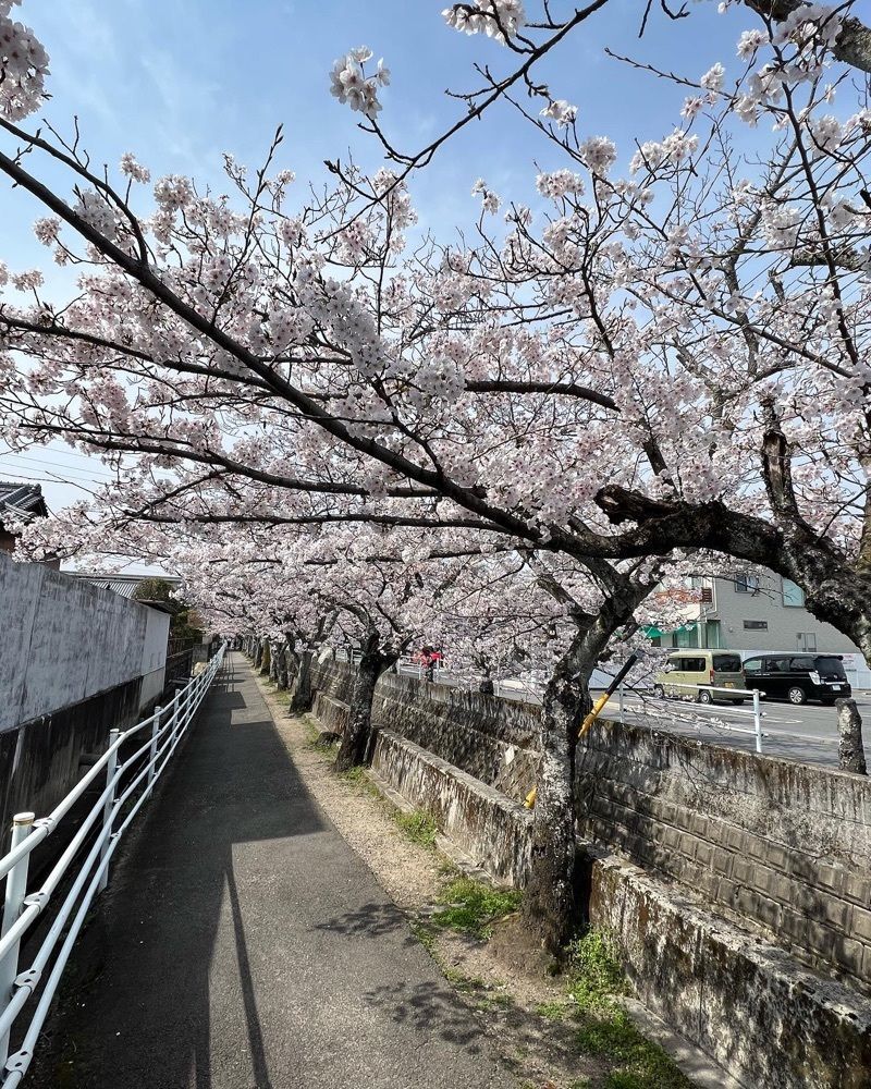 soccer kozou さんが投稿した十四川の桜並木に関する口コミの画像