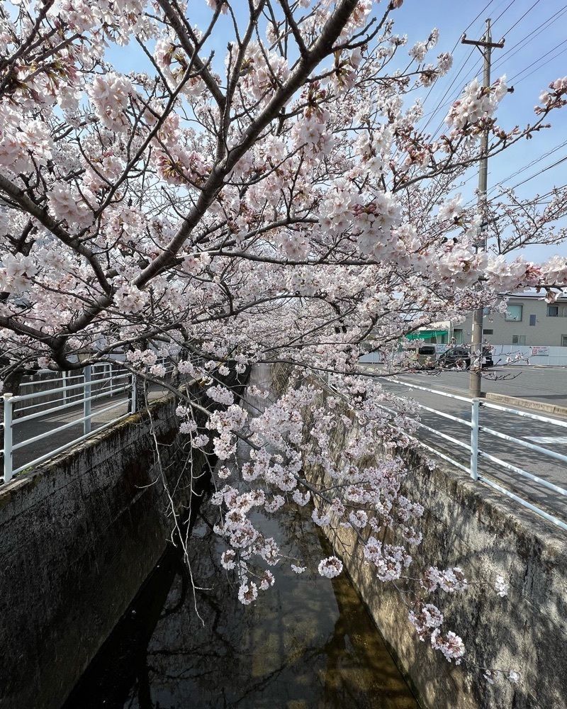 soccer kozou さんが投稿した十四川の桜並木に関する口コミの画像