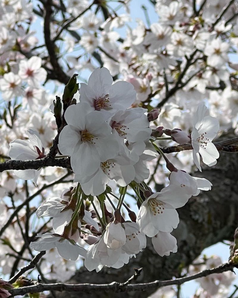 soccer kozou さんが投稿した十四川の桜並木に関する口コミの画像