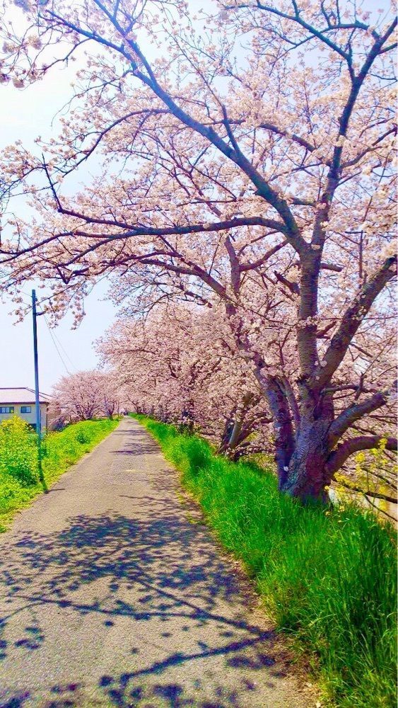 toraking777さんが投稿した長龍酒造に関する口コミの画像