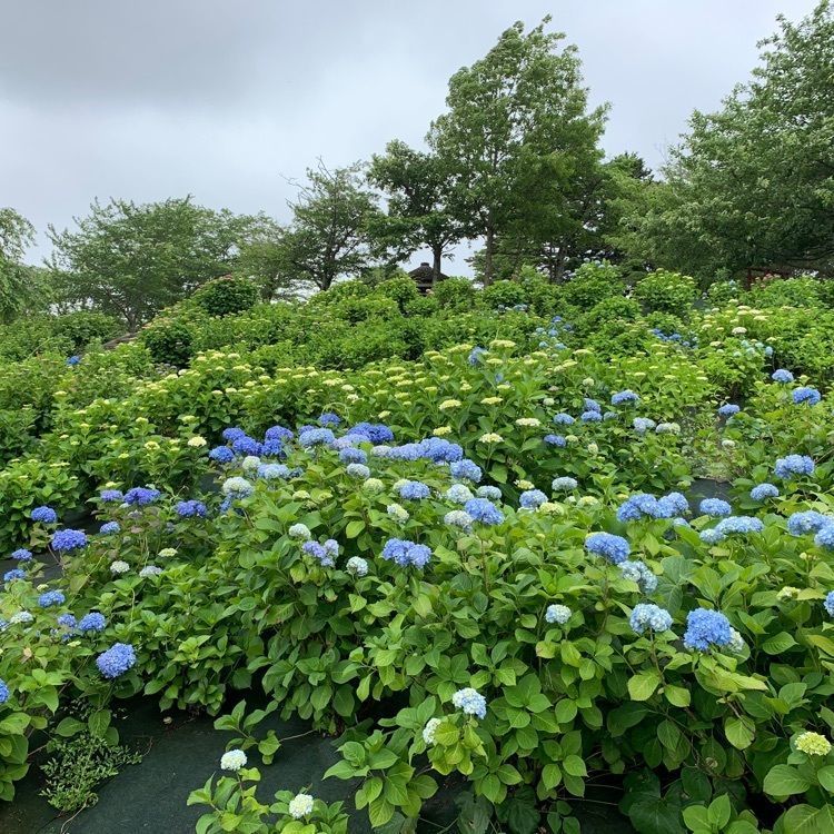 formal_cafeteria_8688さんが投稿した響山公園に関する口コミの画像