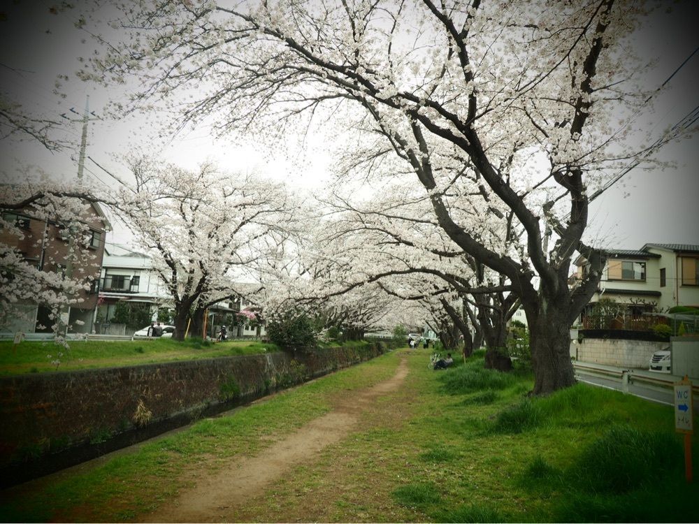 iamMAI83さんが投稿した和菓子　みどりやに関する口コミの画像