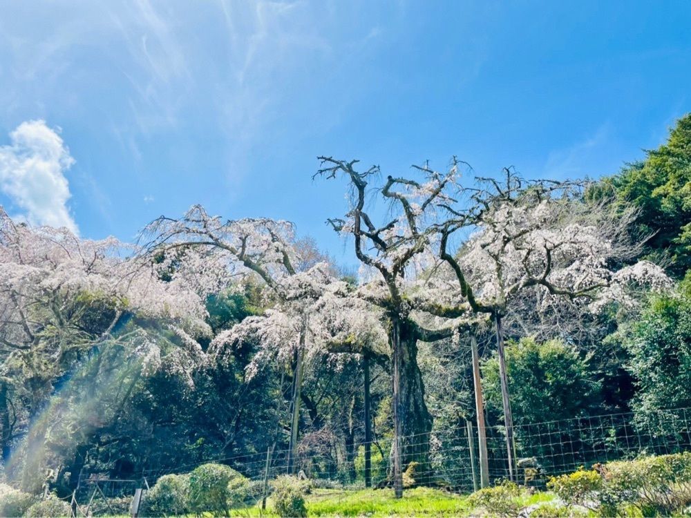Rabiさんが投稿した長興山のしだれ桜に関する口コミの画像