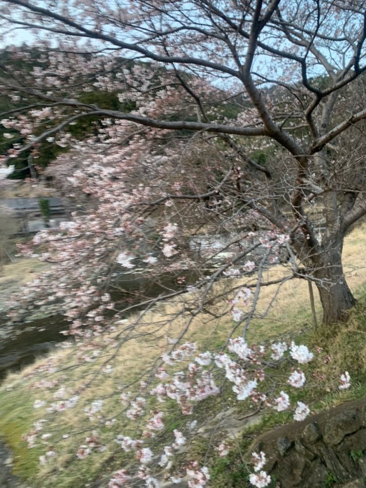 blossom&C7さんが投稿したやすらぎの道桜並木に関する口コミの画像