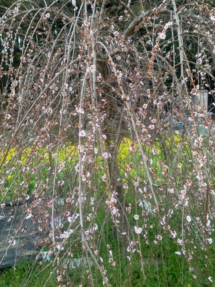 blossom&C7さんが投稿したやすらぎの道桜並木に関する口コミの画像