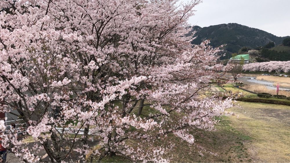 hiro ponさんが投稿したさくら茶屋に関する口コミの画像