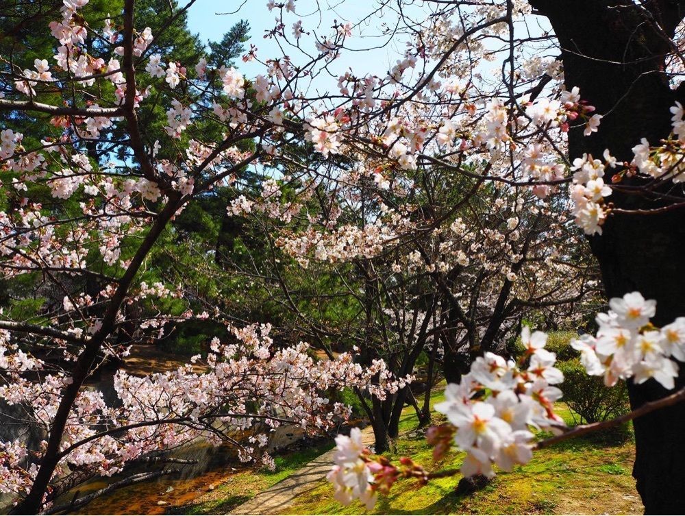 MSTKさんが投稿した夙川河川敷緑地（夙川公園）に関する口コミの画像