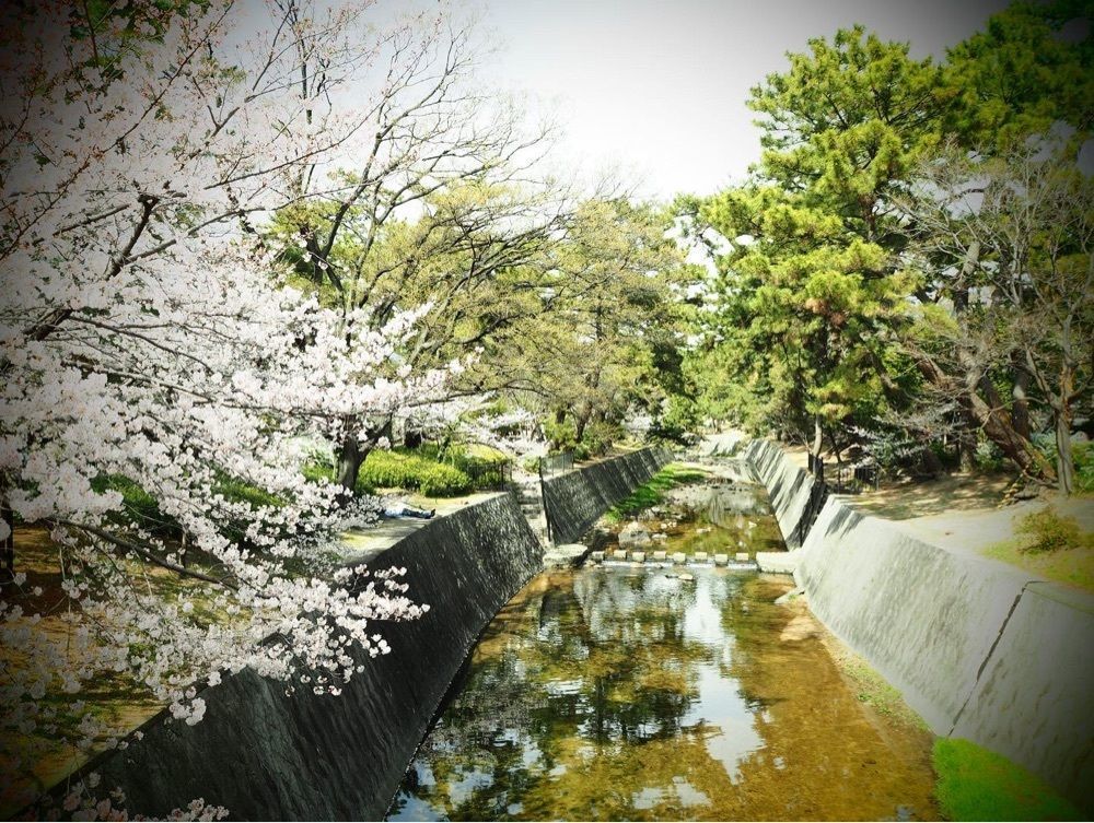 MSTKさんが投稿した夙川河川敷緑地（夙川公園）に関する口コミの画像