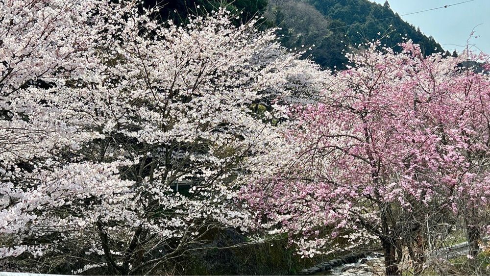 96_take4さんが投稿した玉川湖畔の里に関する口コミの画像