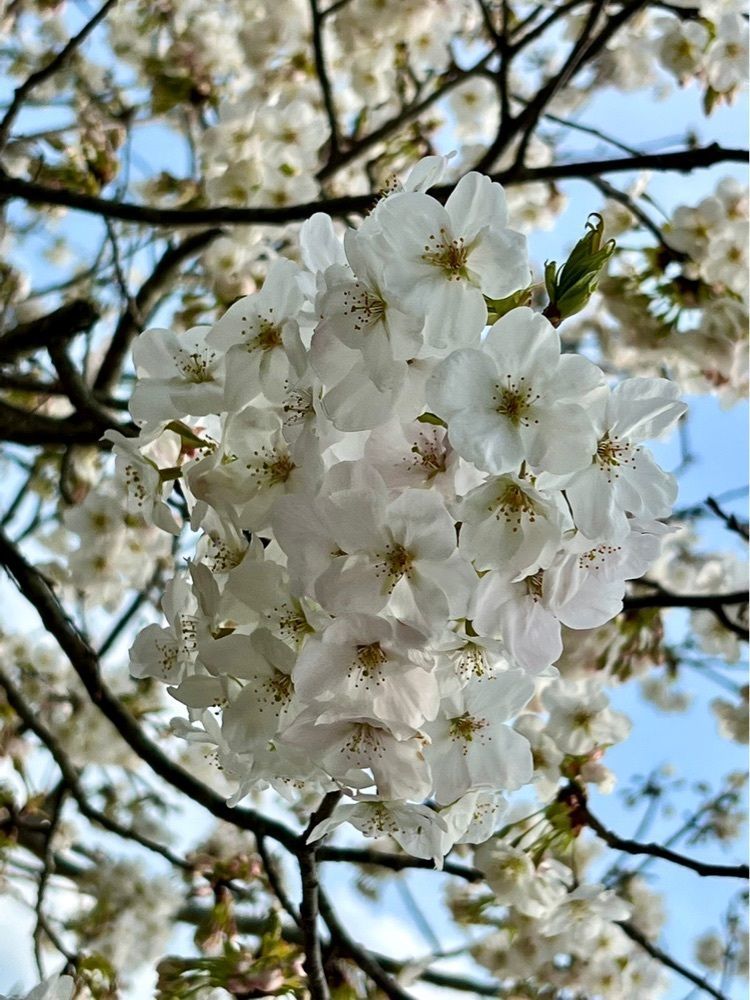 96_take4さんが投稿した玉川湖畔の里に関する口コミの画像