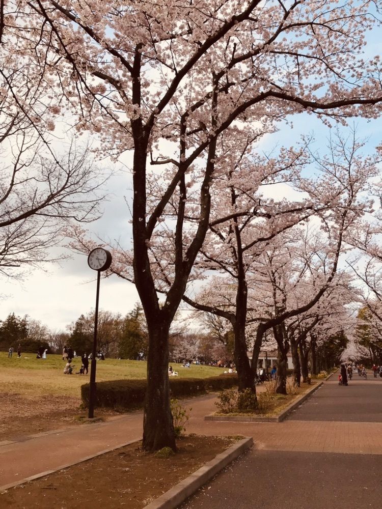 MICHIさんが投稿した府中桜通り・公園通りの桜に関する口コミの画像