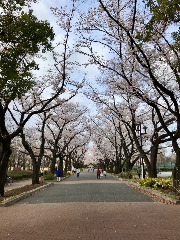 MICHIさんが投稿した府中桜通り・公園通りの桜に関する口コミの画像