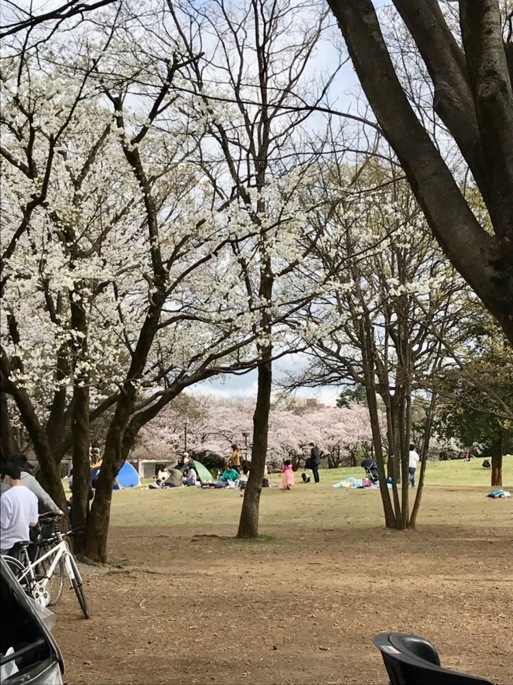 MICHIさんが投稿した府中桜通り・公園通りの桜に関する口コミの画像