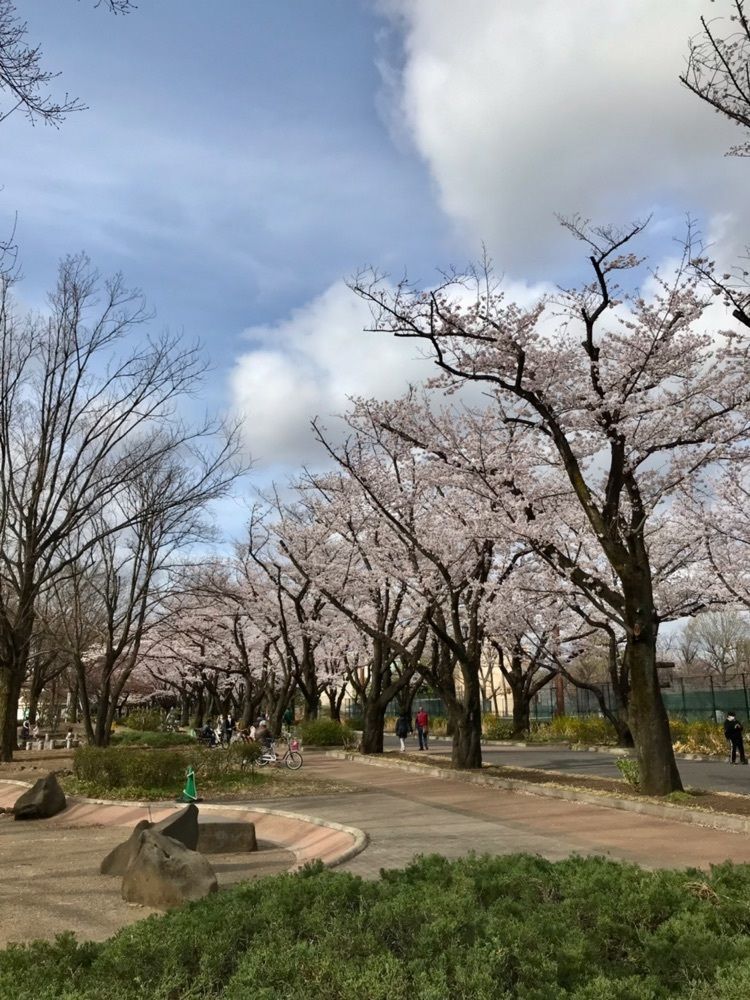 MICHIさんが投稿した府中桜通り・公園通りの桜に関する口コミの画像