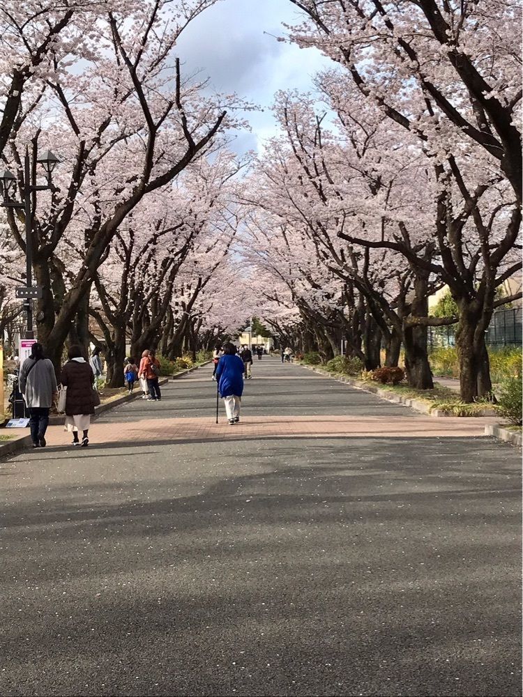 MICHIさんが投稿した府中桜通り・公園通りの桜に関する口コミの画像
