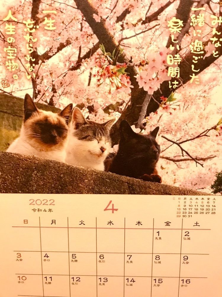 MICHIさんが投稿した府中桜通り・公園通りの桜に関する口コミの画像