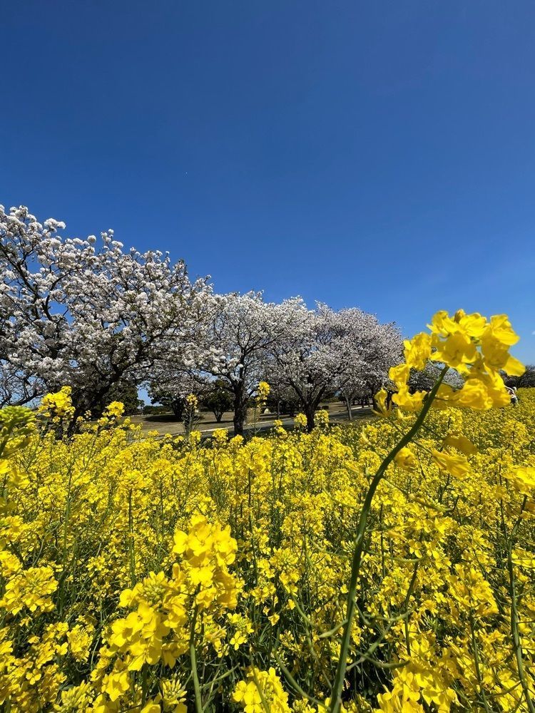 surumeさんが投稿した国営海の中道海浜公園に関する口コミの画像