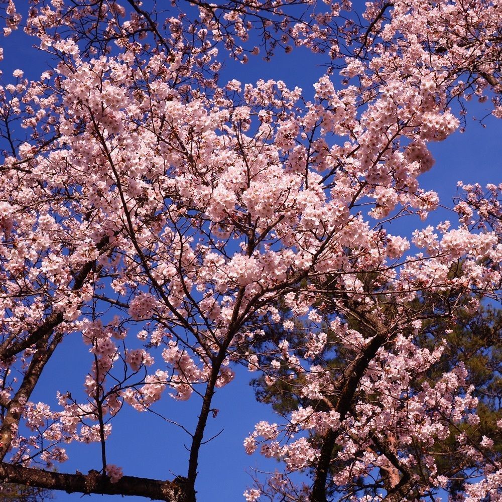 Shoさんが投稿した根本山の桜に関する口コミの画像