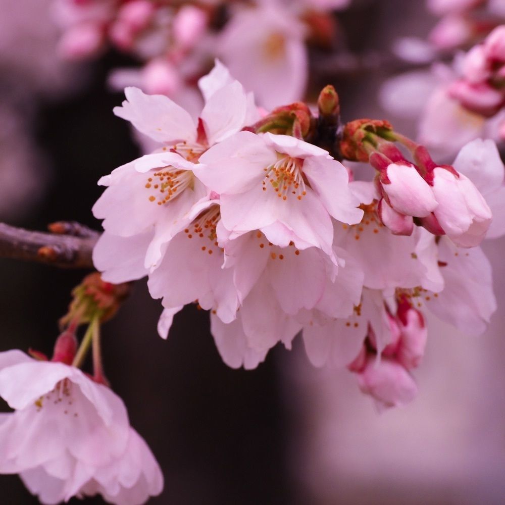Shoさんが投稿した根本山の桜に関する口コミの画像