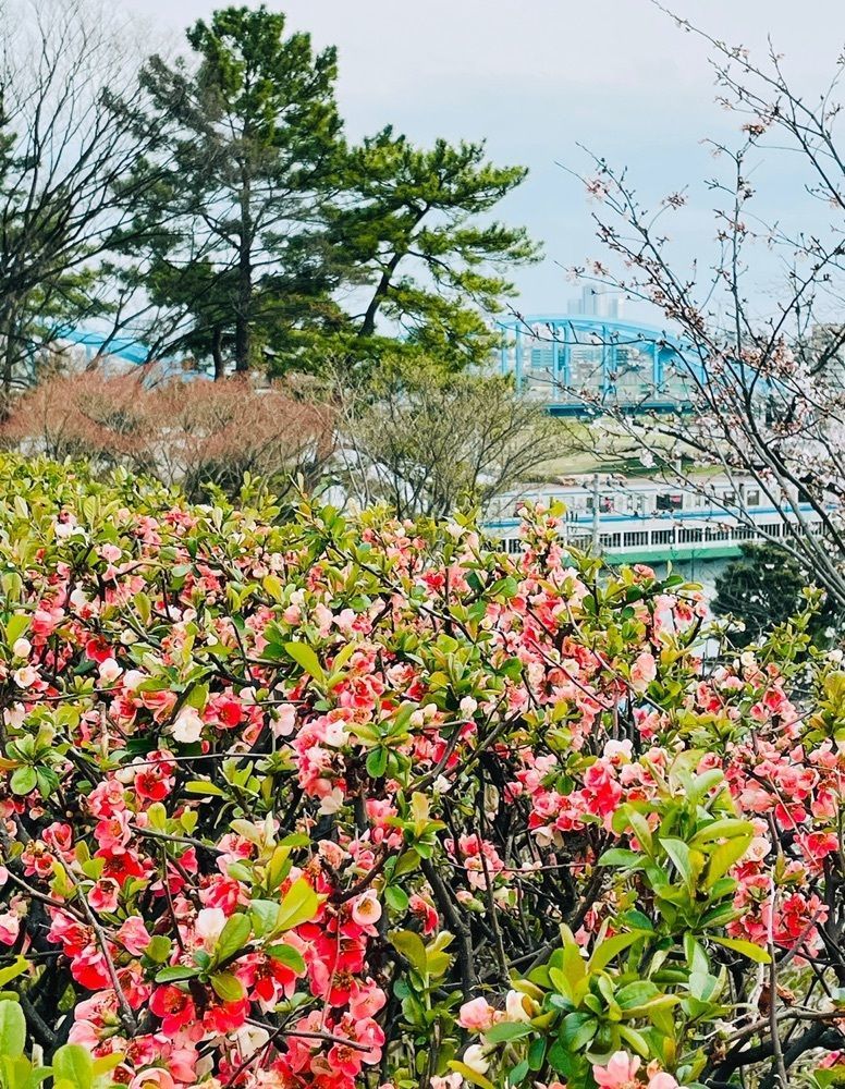 active34さんが投稿した多摩川台公園の桜に関する口コミの画像
