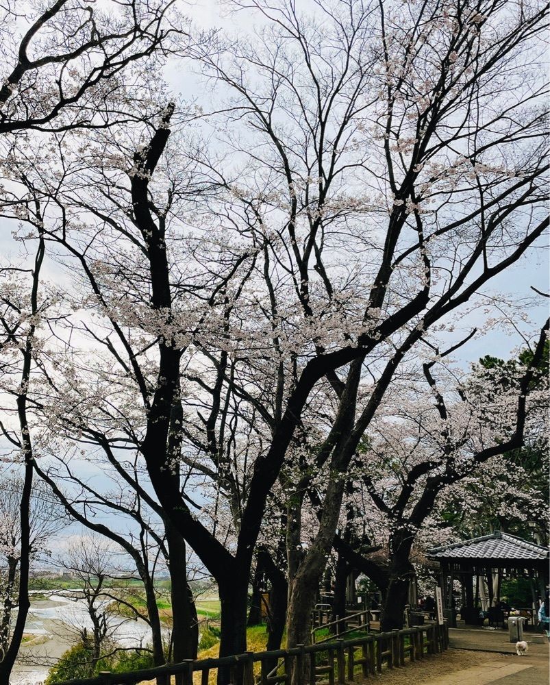 active34さんが投稿した多摩川台公園の桜に関する口コミの画像